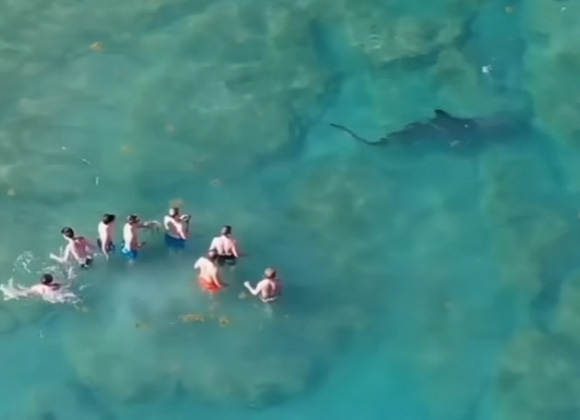 A massive hammerhead shark approached a group of beachgoers in Palm Beach